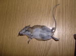 Die Maus fanden wir in einer Rolle Teppich. Bereits _sehr_ trocken...